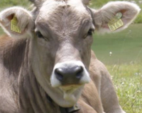 
		Primeres cures veterinàries en ramaderia extensiva
	