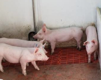 
		Benestar animal en explotacions porcines
	