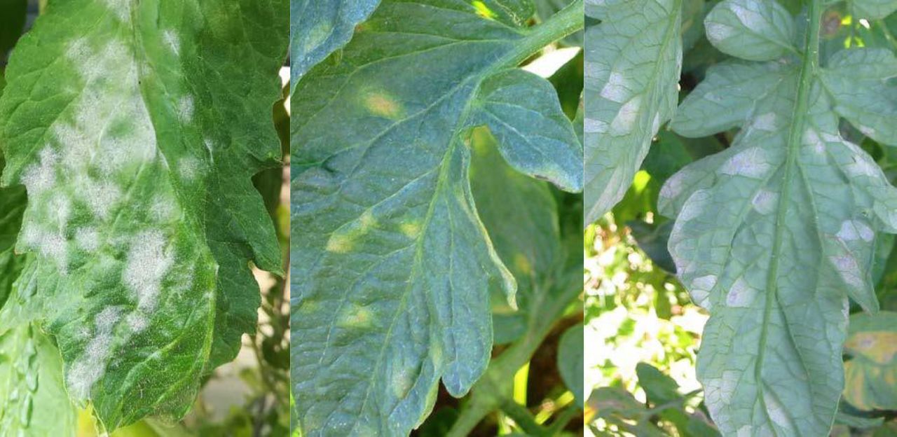 Article tècnic: Plagues en el cultiu del tomàquet