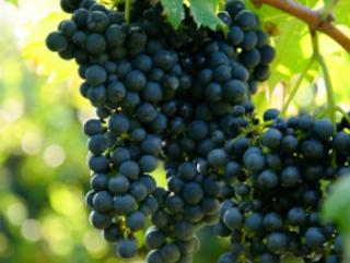 Registre Vitivinícola de Catalunya (eRVC): gestió de la verema per a cellers i denominacions d’origen