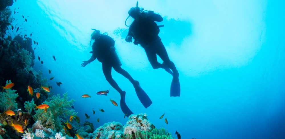 El període de màxima activitat se situa entre finals de juny i el mes d'agost