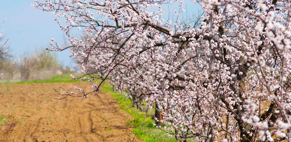 Aquestes agrupacions juguen un paper clau en la protecció dels cultius contra plagues i malalties, amb una presència destacada en fruiters, olivera i extensius