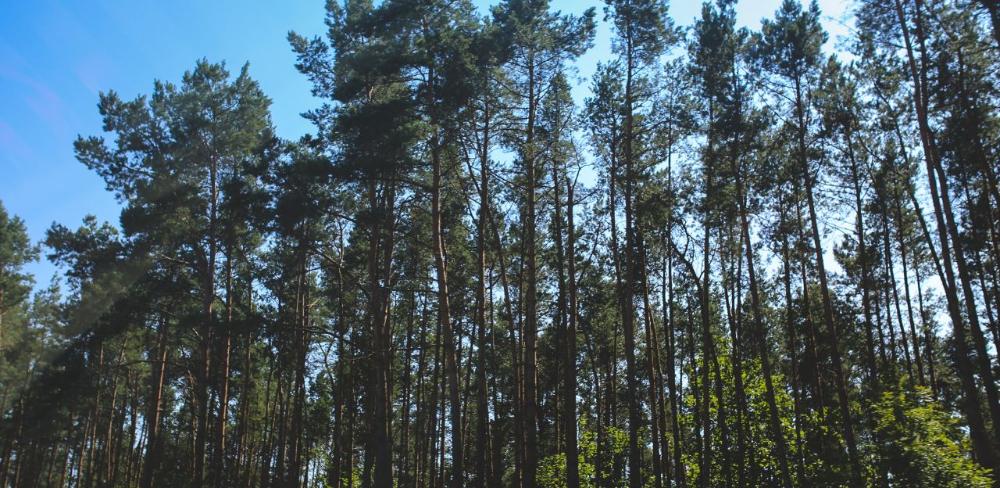 El pi és un dels espais verds afectat aquest mes de gener,  sobretot a causa de la processionària