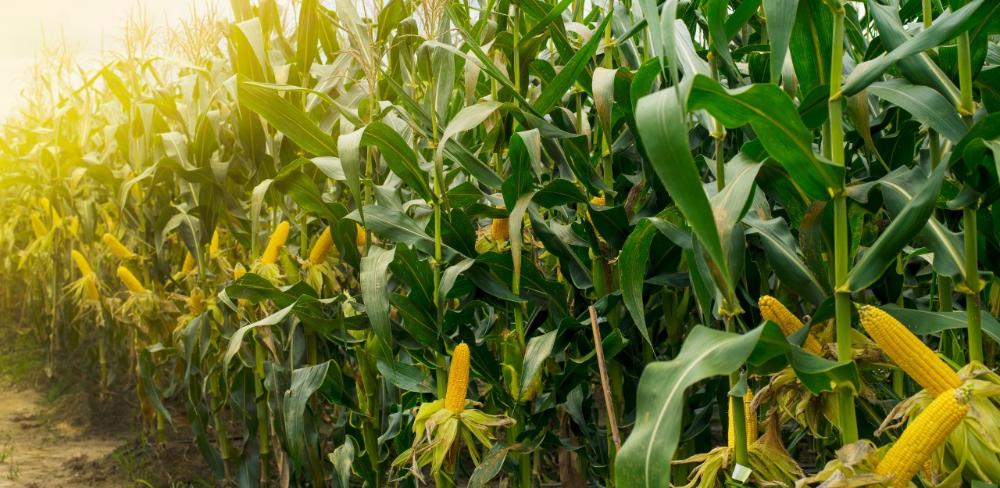 El panís és un dels cultius hortícoles afectats aquest mes d’octubre, sobretot a causa de la diabròtica i del carbó del panís