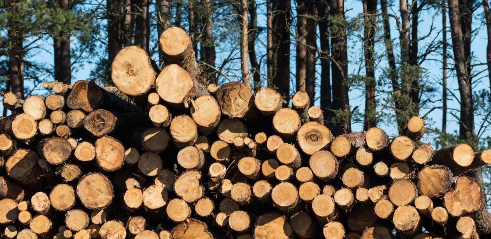 La biomassa forestal és un recurs renovable que enforteix la bioeconomia local i contribueix a la gestió activa dels boscos