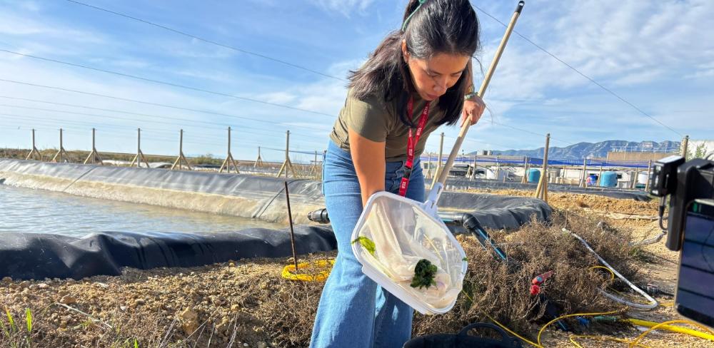 Una tècnica de l'IRTA treballant en les proves del projecte Blueboost