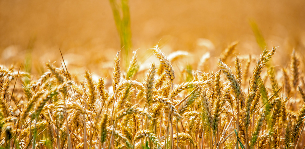 Els cereals han crescut un 52,26% després d'un 2024 marcat per produccions més moderades