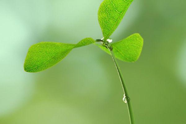 Jornada tècnica 'Qui agafarà el relleu? Eines per planificar el relleu i incorporar joves a l’empresa familiar'