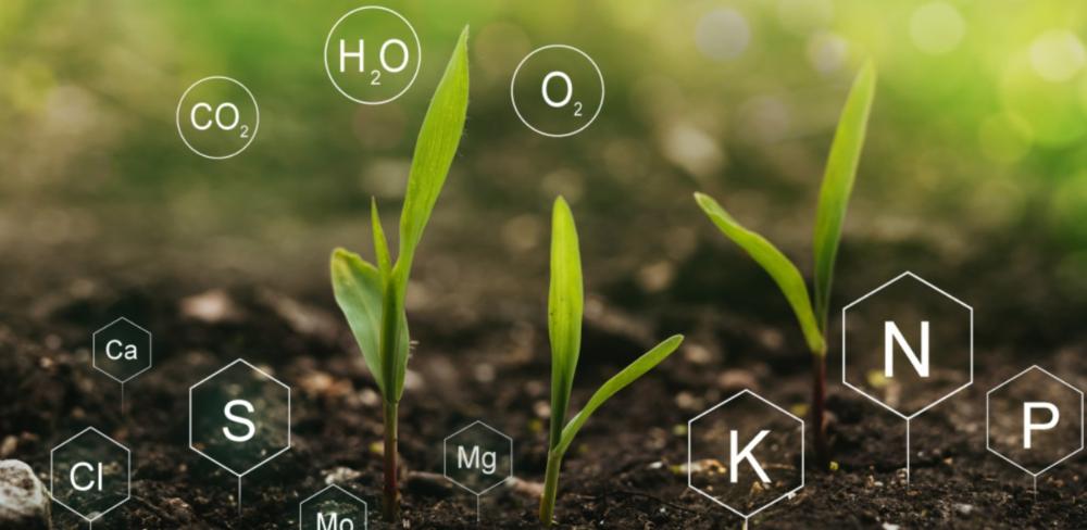 Els assajos en parcel·les reals permetran ajustar la fertilització a les necessitats del cultiu i mesurar l’impacte ambiental de la tecnologia SATIVUM en diferents zones agrícoles