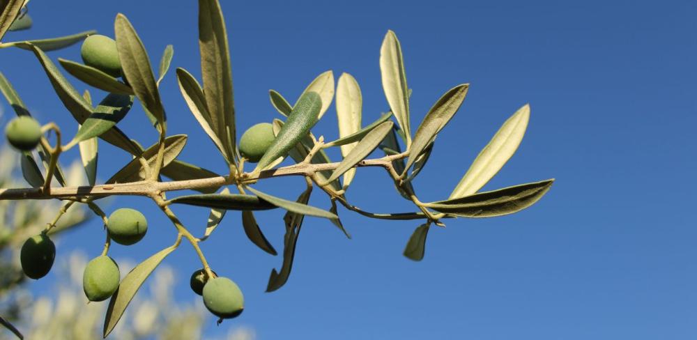 Es la primera edició de la nova eina formativa destinada a reforçar el coneixement tècnic i professional del sector: les 4 Microcredencials de l’Oli