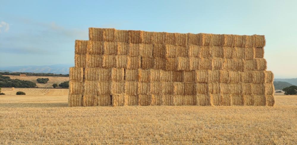 Enguany, el rendiment de palla en moltes zones de secà supera les 5 tones per hectàrea, amb extraccions de nutrients que poden arribar als 100 kg de potassi per hectàrea