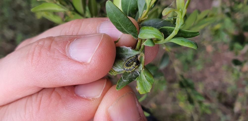 Tot i que l’expansió s’ha alentit respecte als primers anys, la plaga continua afectant greument boixedes i posa en risc espais forestals emblemàtics