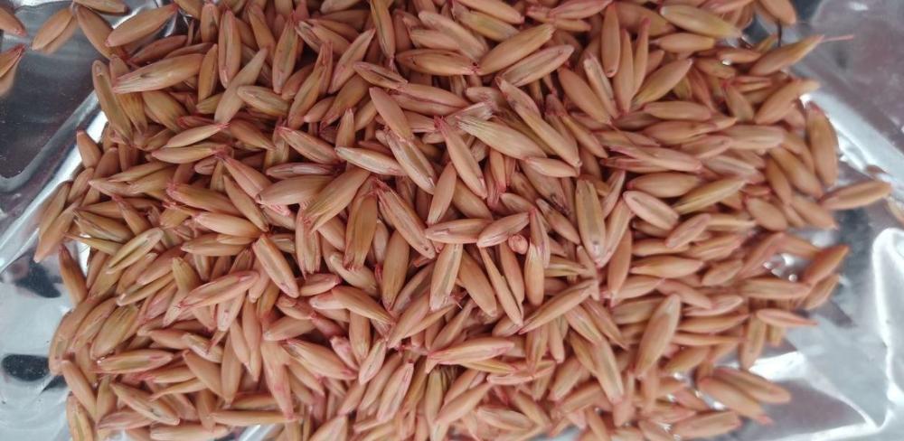 Projecte pilot innovador del Grup Operatiu 