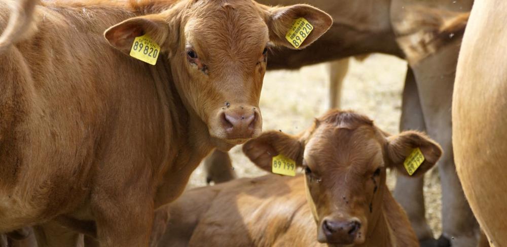El Pla d’acció de la ramaderia extensiva 2025-2028 està alineat amb l’Estratègia alimentària de Catalunya