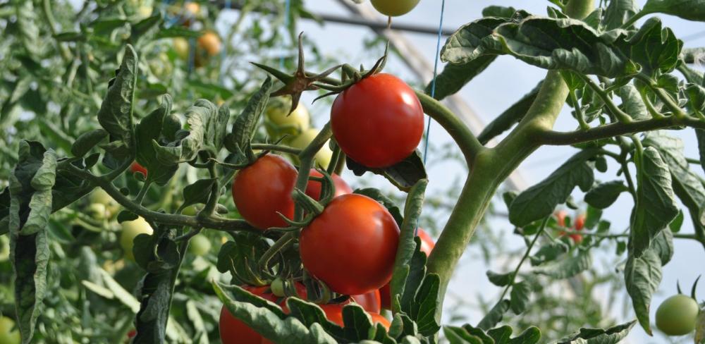 El tomàquet és un dels cultius més afectats aquest mes d’agost, sobretot a causa de la presència d’ous d’Helicoverpa armiguera i ous de Tuta absoluta (Foto: Banc d'imatges)