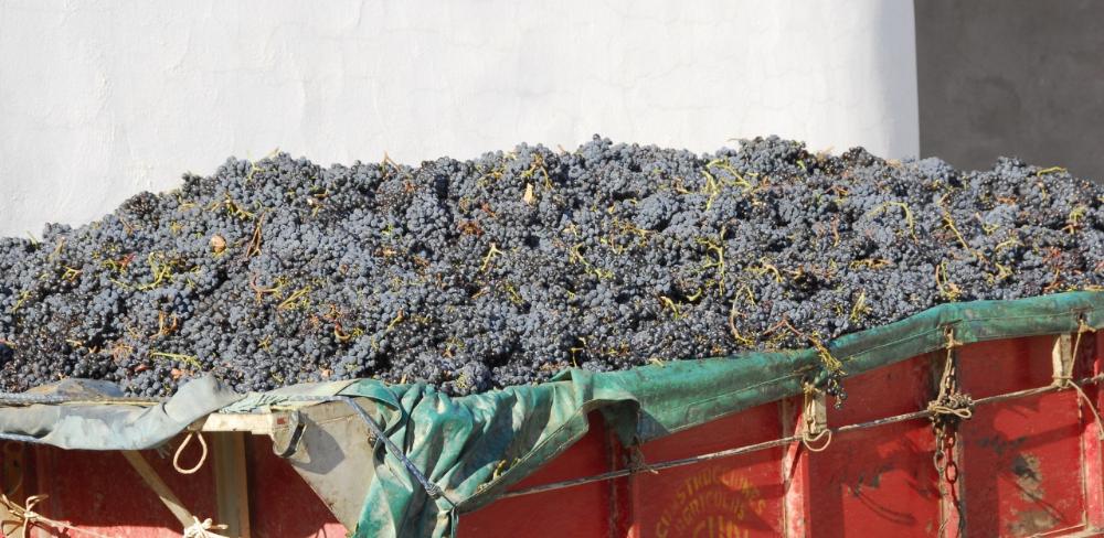 Les condicions climàtiques més favorables respecte a l’any passat anticipen una verema més equilibrada i estable per a les principals varietats de raïm a la DO Penedès