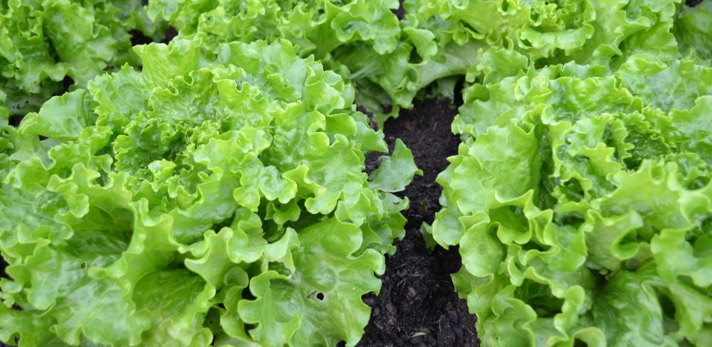 L’enciam és un dels cultius afectats aquest mes de setembre, sobretot a causa del virus del bronzejat